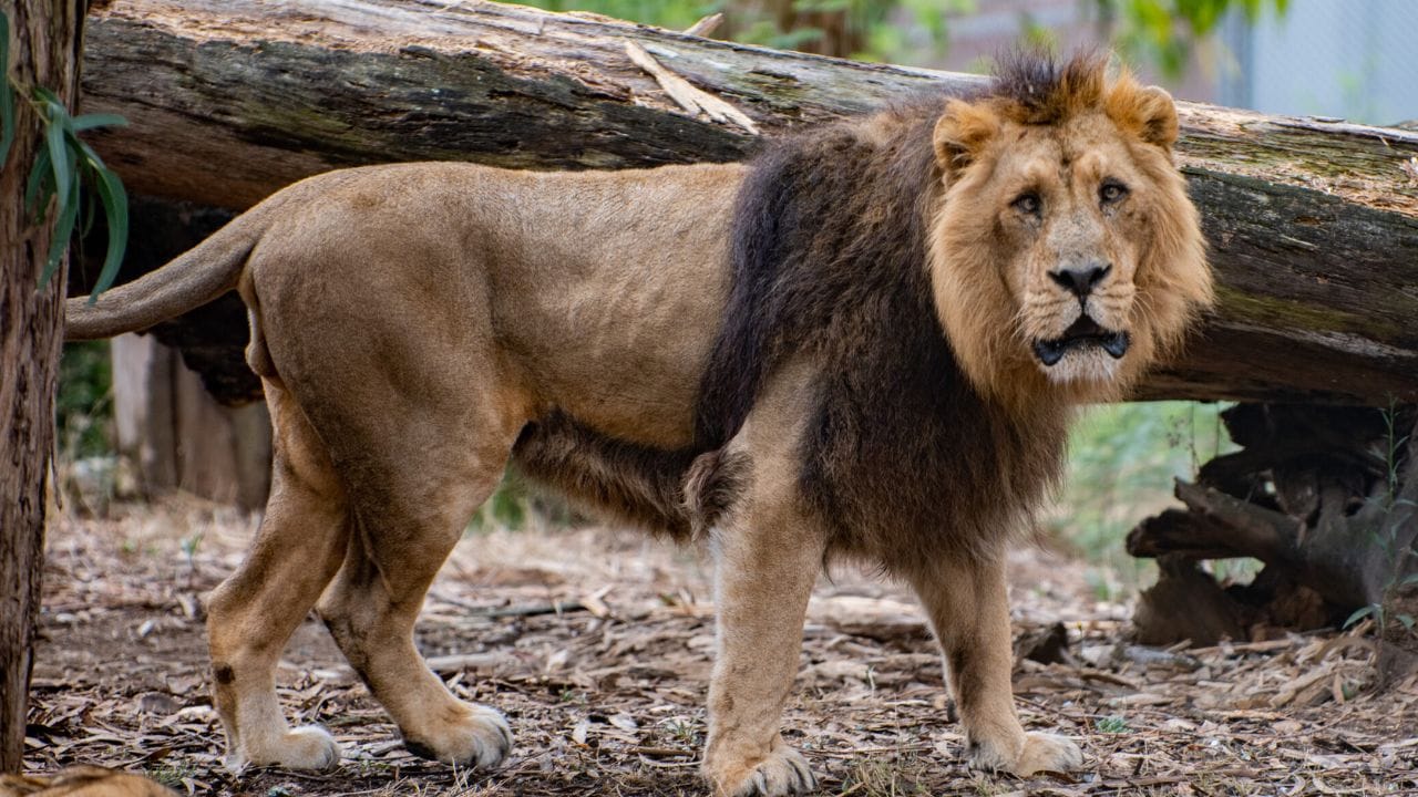 भारतातही आढळतो : आशियाई सिंह अत्यंत शक्तिशाली आणि धाडसी मानला जातो. तो आफ्रिकन सिंहांपेक्षा थोडा वेगळा असतो. त्याचे शरीर थोडे लहान असते आणि पोटाखाली त्वचेची एक विशेष रेषा दिसते, जी त्याला इतरांपासून वेगळे करते. हा सिंह भारतातही आढळतो.  