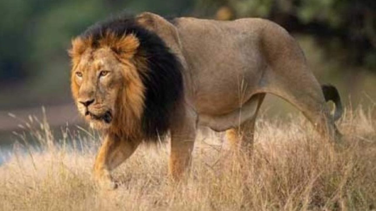 लायन अँड सन :‘लायन अँड सन’ (Lion and Sun) हे चिन्ह एकेकाळी इराणमध्ये खूप प्रसिद्ध होते. या चिन्हात सिंहाच्या मागे सूर्य दाखवला जातो. हे प्रतीक इराणची ताकद, धैर्य आणि शाही परंपरा दर्शवते.