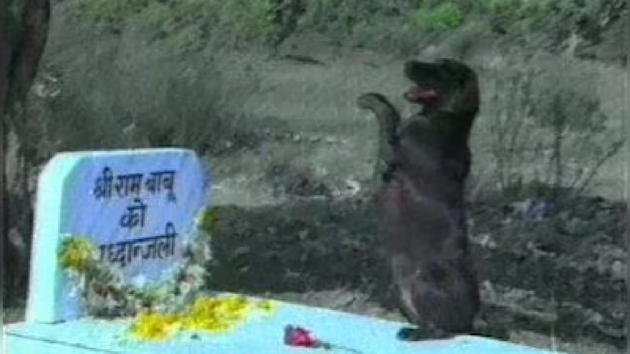 आज अनेक वर्षांनंतरही 'तेरी मेहरबानींया' हा चित्रपट प्रेक्षकांच्या मनात विशेष स्थान राखून आहे. माणूस आणि प्राणी यांच्यातील निष्ठा, प्रेम आणि विश्वासाचं नातं इतक्या प्रभावीपणे दाखवणारे चित्रपट फार कमी आहेत आणि म्हणूनच हा चित्रपट आजही लोकांच्या आठवणीत जिवंत आहे.