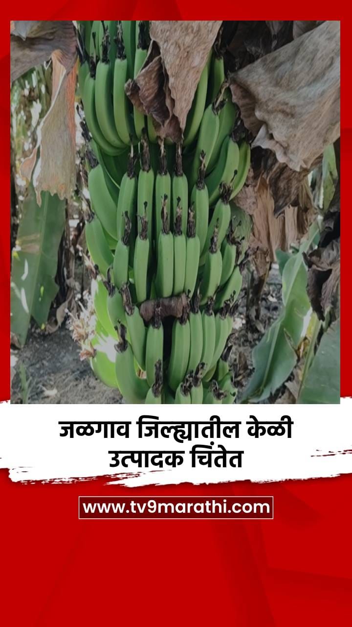 जळगाव जिल्ह्यातील केळी उत्पादक चिंतेत