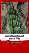 जळगाव जिल्ह्यातील केळी उत्पादक चिंतेत.