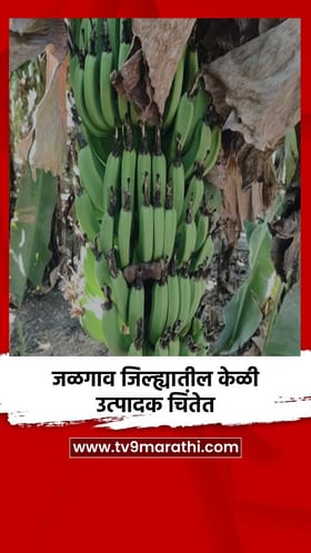 जळगाव जिल्ह्यातील केळी उत्पादक चिंतेत