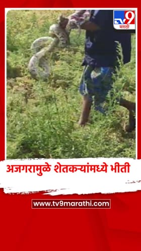 शेतात अजगराची दहशत, शेतकऱ्यांमध्ये भीतीचे वातावरण.