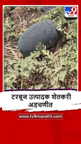Latur : टरबुजाला किलोमागे पाच-सात रूपये भाव, शेतकरी संकटात