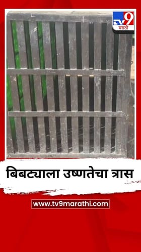 पिंजऱ्यामधील बिबट्यांना उष्णतेचा त्रास.