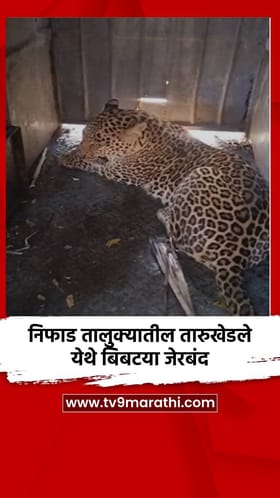 निफाड तालुक्यातील तारुखेडले येथे बिबटया जेरबंद.