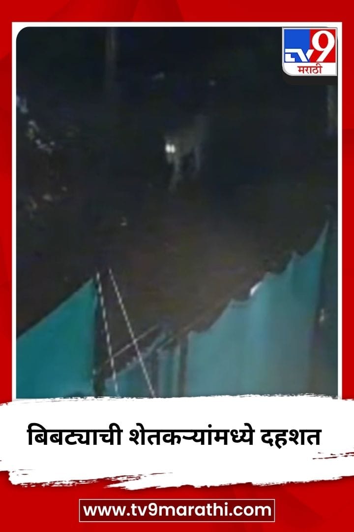 बुलढाणा जिल्ह्यात बिबट्यांचा मुक्तसंचार, शेतकऱ्यांमध्ये दहशत