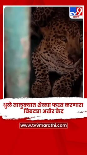 धुळे तालुक्यात शेळ्या फस्त करणारा बिबट्या अखेर कैद