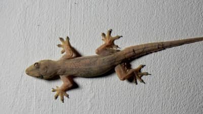 घरात या भागात पाली घालतात अंडे... छी तुम्ही विचारही करणार नाहीत दररोज तिथेच...