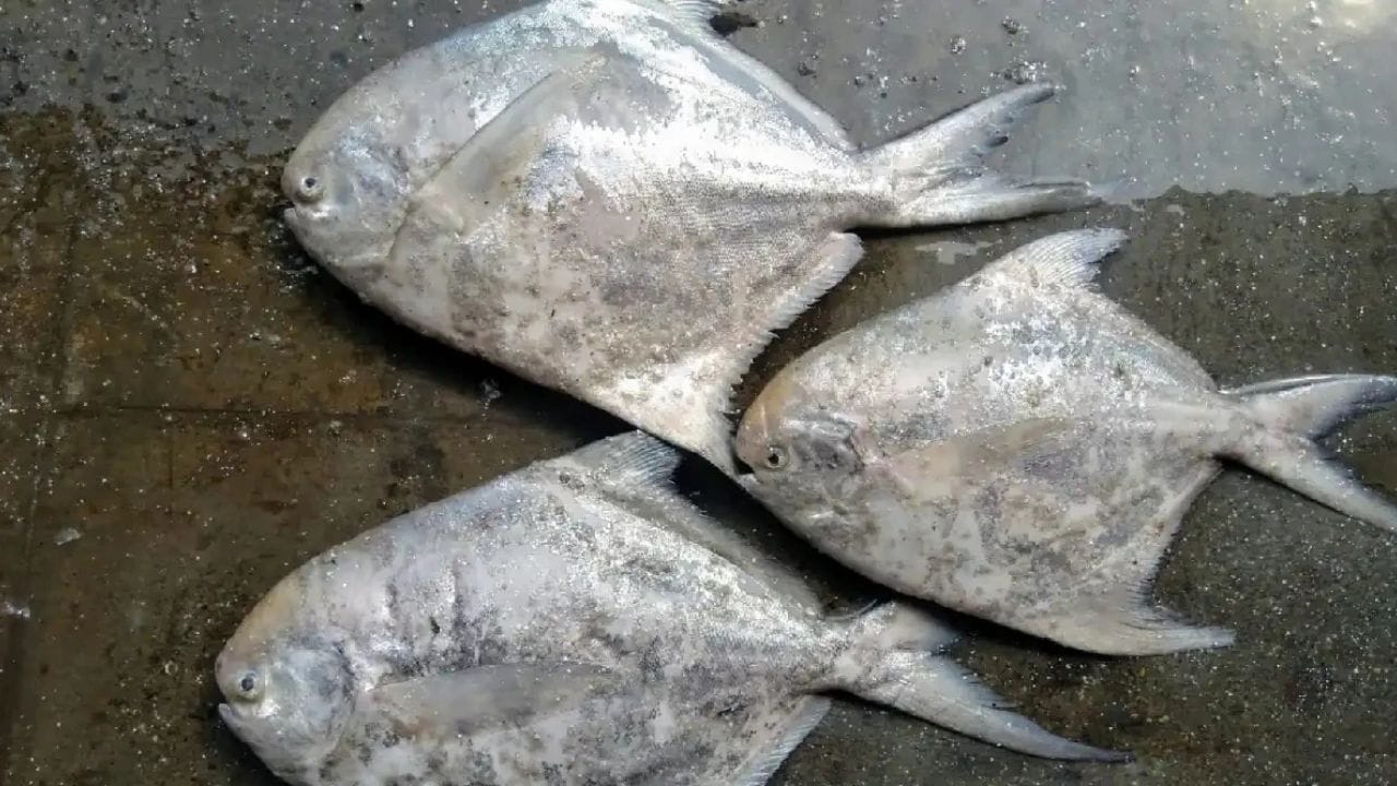 राज्य मासा : महाराष्ट्राचा राज्य मासा हा 'सिल्व्हर पॉम्फ्रेट' (Silver Pomfret) आहे, ज्याला आपण मराठीत प्रेमाने 'पापलेट' (Paplet) किंवा 'सारंगा' या नावाने ओळखतो.