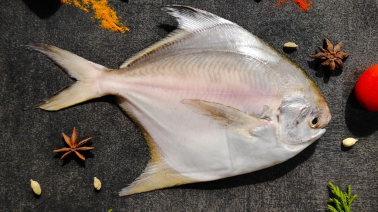 खाद्य संस्कृतीतील स्थान: चवीला अतिशय उत्कृष्ट, मऊ पोत (texture) असलेला आणि काटे कमी असलेला हा मासा महाराष्ट्रातील सी-फूड प्रेमींच्या पसंतीचा मासा आहे.