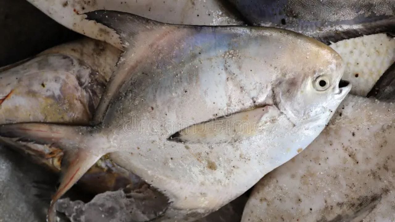 राज्य मासा दर्जा : या माशाचे शास्त्रीय नाव पॅम्पस अर्जेंटियस (Pampus argenteus) असे आहे. सप्टेंबर २०२३ मध्ये महाराष्ट्र सरकारने या माशाच्या घटत्या संख्येमुळे आणि त्याच्या आर्थिक व सांस्कृतिक महत्त्वामुळे याला अधिकृत 'राज्य मासा' म्हणून घोषित केले.