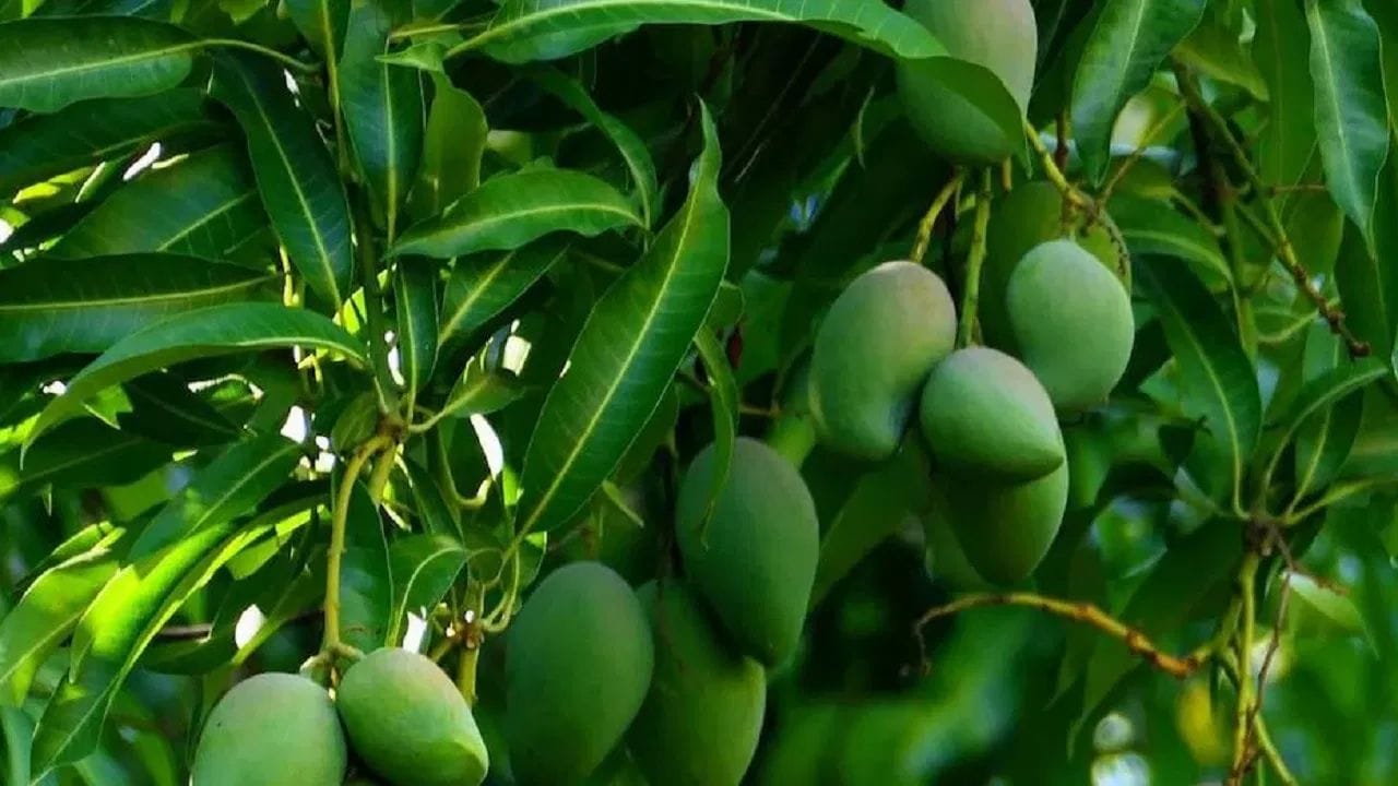 आर्थिक महत्त्व : महाराष्ट्रात आंबा महत्त्वाचे नगदी पीक आहे. आंब्याची मोठ्या प्रमाणावर देशांतर्गत व आंतरराष्ट्रीय निर्यात होते. विशेषतः हापूस आंब्यामुळे कोकणातील शेतकऱ्यांना मोठे उत्पन्न मिळते