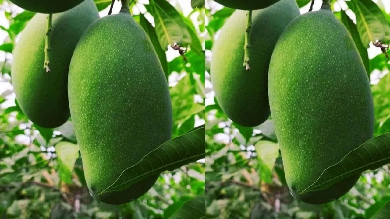 आंब्याची झाडाची वैशिष्ट्ये : आंब्याची पाने लांब, टोकदार आणि चमकदार हिरवी असतात. तसेच नवीन पाने लालसर किंवा तांबूस रंगाची असतात. आंब्याला गोड आणि रसाळ फळे येतात.  