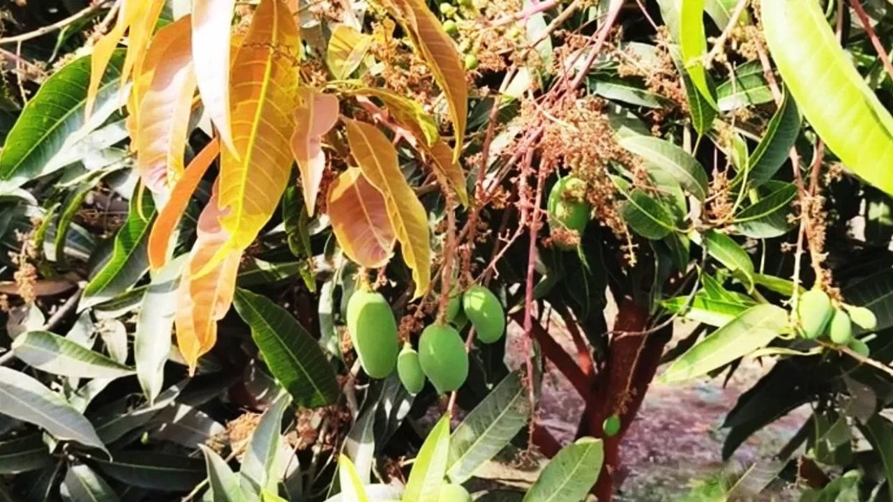 सदाहरित झाड : आंबा हे सदाहरित झाड आहे. याची उंची साधारण 10 ते 40 मीटरपर्यंत वाढू शकते आणि हे झाड शेकडो वर्षे जिवंत राहू शकते.