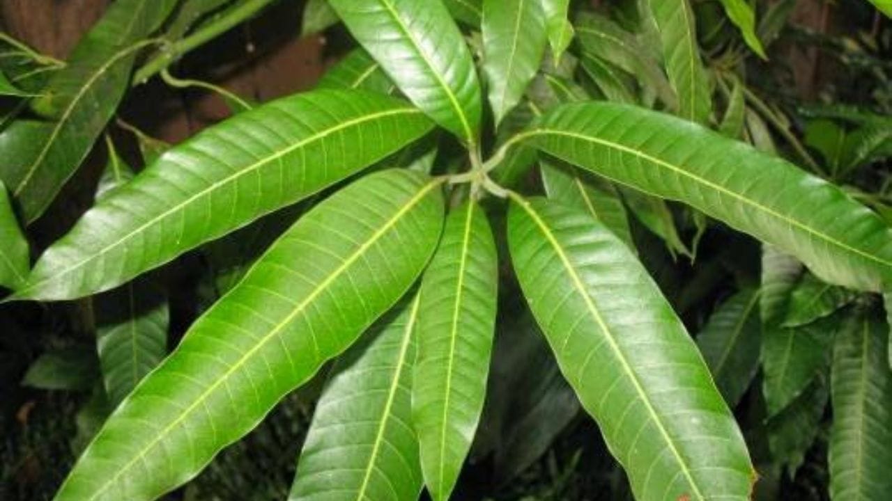 महाराष्ट्राचा राज्य वृक्ष : महाराष्ट्राचा राज्य वृक्ष आंबा आहे. भारतात तसेच जगभरात आंबा फळांचा राजा म्हणून ओळखला जातो. महाराष्ट्रात आंब्याचे सांस्कृतिक, आर्थिक आणि कृषी क्षेत्रात मोठे महत्त्व आहे.