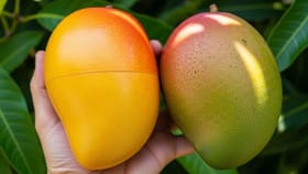 खरे आंबे आणि विषारी रसायने असलेले आंबे कसे ओळखाल?.