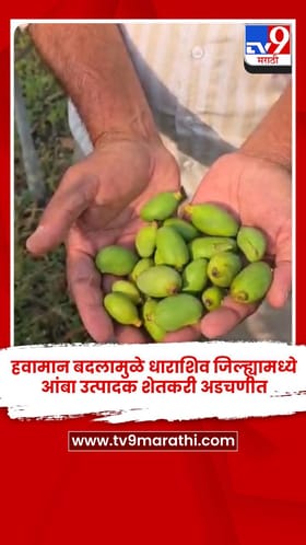 हवामान बदलामुळे धाराशिव जिल्ह्यामध्ये आंबा उत्पादक शेतकरी अडचणीत