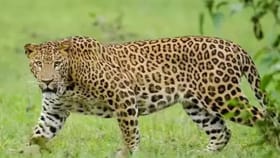 मानव- बिबट्या संघर्ष कमी होणार, जुन्नर येथील २० बिबटे गुजरातला रवाना.