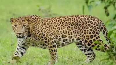 मानव- बिबट्या संघर्ष कमी होणार, जुन्नर येथील २० बिबट्यांचे गुजरातच्या वनतारात स्थलांतर