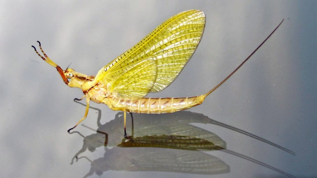 सकाळी जन्म, सायंकाळी निरोप : मेफ्लाई (Mayfly): हा जीव शॉर्ट लाईफचा वर्ल्ड रेकॉर्ड होल्डर आहे. वयस्क झाल्यानंतर मेफ्लाई याच्या जवळ २४ तासांचे किंवा त्याहून कमी आयुष्य असते. यांचा सर्व फोकस प्रजननावर असतो. याच्याकडे तर खायला तोंड दिलेले नसते. कारण त्यांच्याकडे वेळच कमी असतो. 