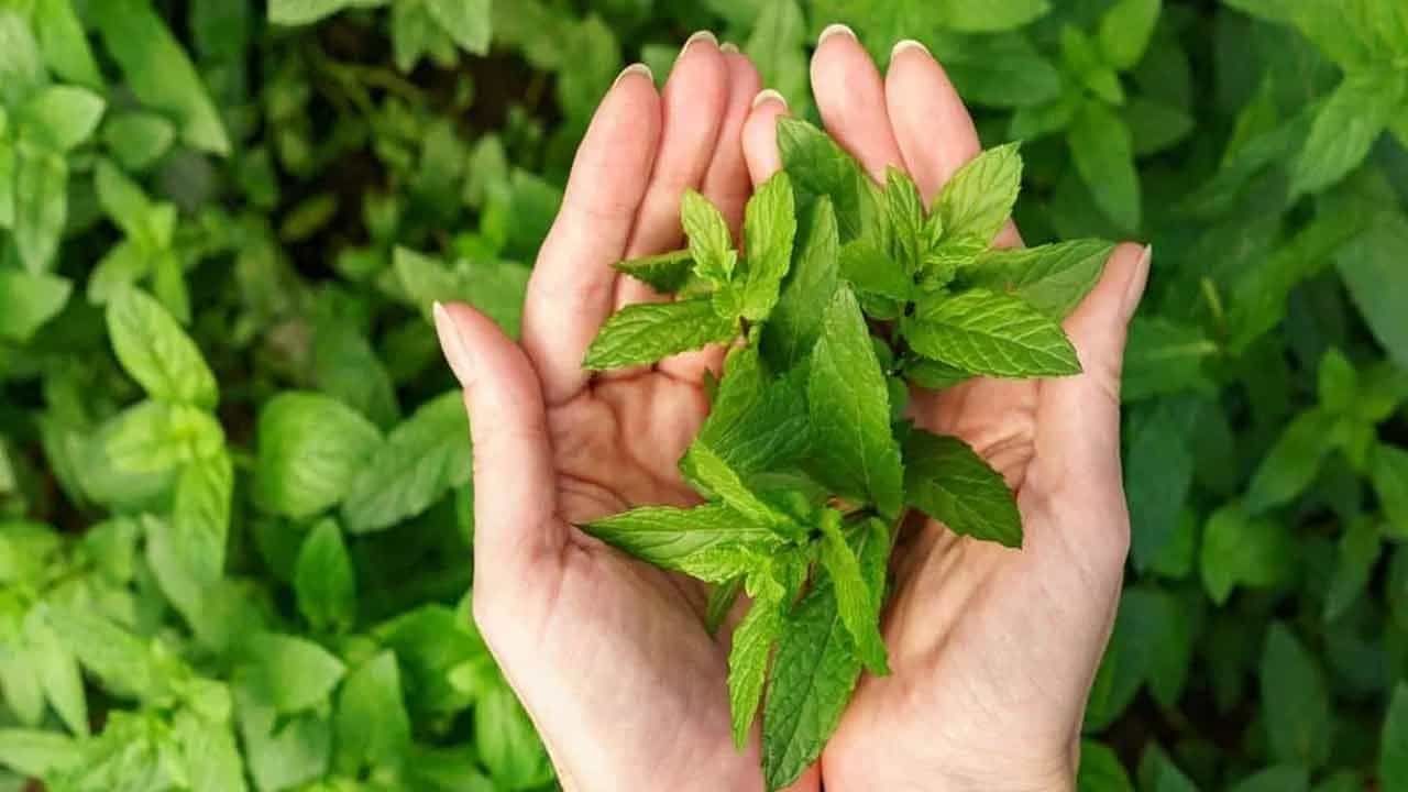 पुदिन्याचे आरोग्यदायी फायदे खूप महत्त्वाचे आहेत. रोजच्या आहारात पुदिन्याचा समावेश केल्याने अनेक आरोग्याच्या समस्या टाळण्यास मदत होते. पोटाशी संबंधित सर्व समस्या दूर करण्यासाठी पुदिना विशेषतः चांगला आहे.