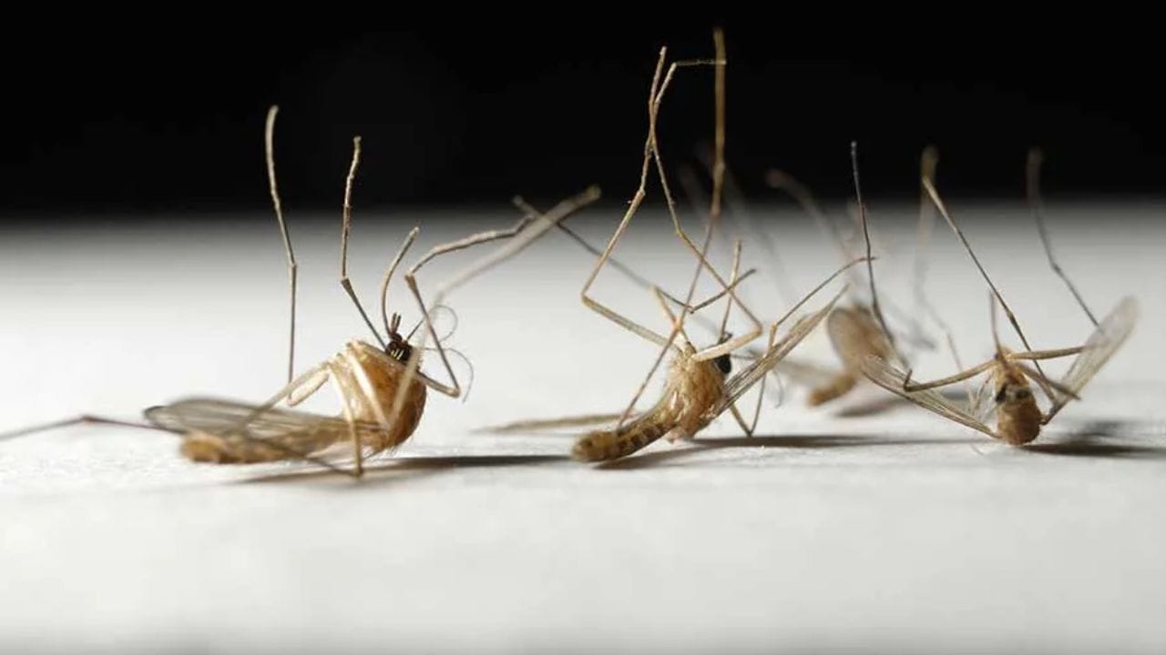 छोटे आयुष्य , मोठे संकट: मच्छर (Mosquito): आजार पसरवणारे मच्छर देखील अल्पायुषी असतात. नर मच्छर किंवा डास हे फार तर एक आठवडा जगतात. मच्छर मादी मात्र जरा जास्त जगते. 