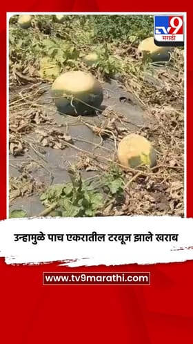 उन्हामुळे पाच एकरातील टरबूज झाले खराब.