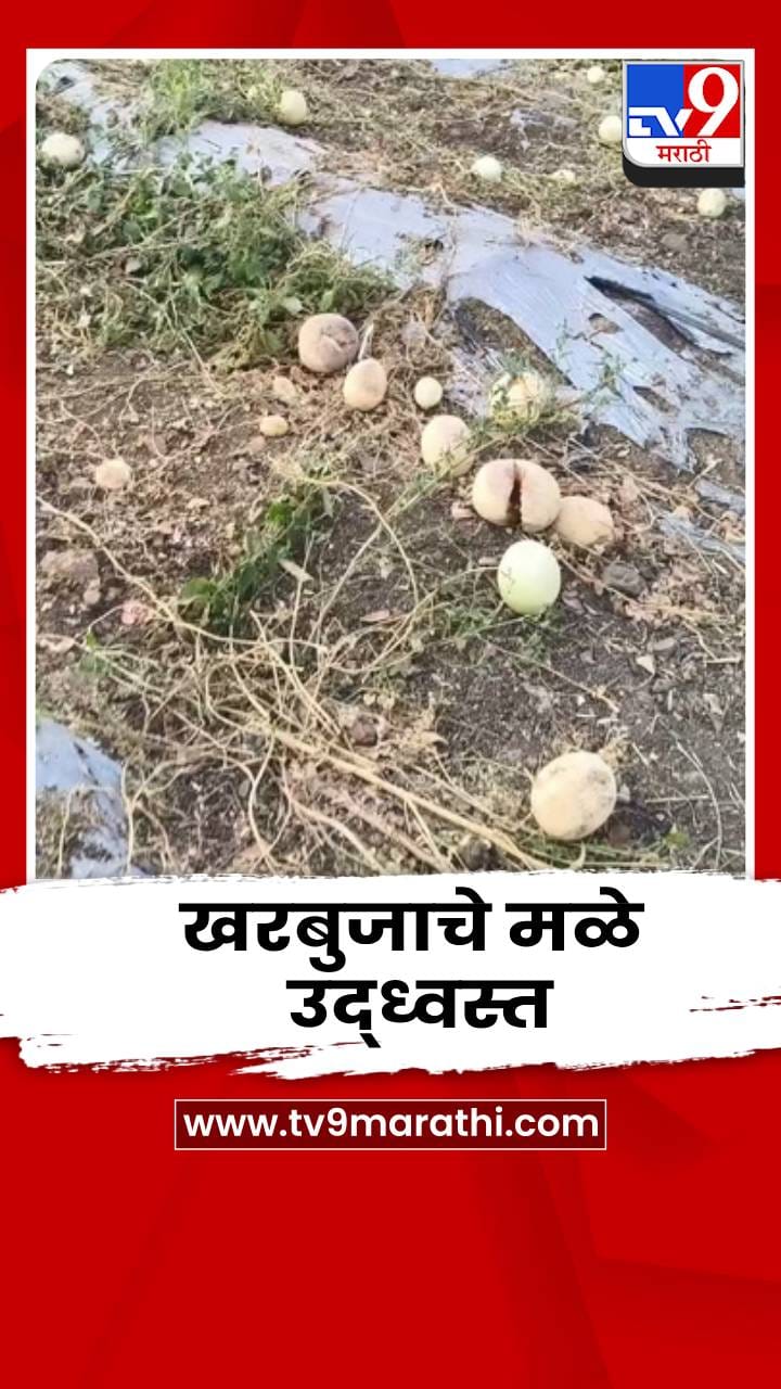 मुक्ताईनगरमध्ये खरबुजाचे मळे उद्ध्वस्त; हातातोंडाशी आलेलं पिक वाया