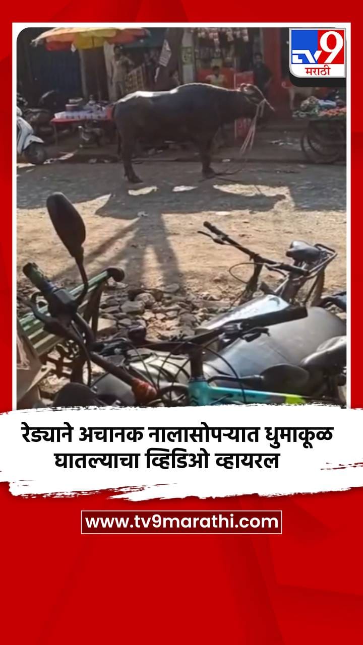 रेड्याने अचानक नालासोपऱ्यात धुमाकूळ घातल्याचा व्हिडिओ व्हायरल