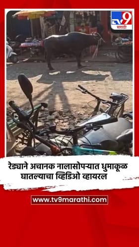 रेड्याने अचानक नालासोपऱ्यात धुमाकूळ घातल्याचा व्हिडिओ व्हायरल.