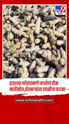 नांदेड - हाताच्या फोडाप्रमाणे जपलेलं पीक मातीमोल, शेतकऱ्यांचं लाखोंचं नुकसान