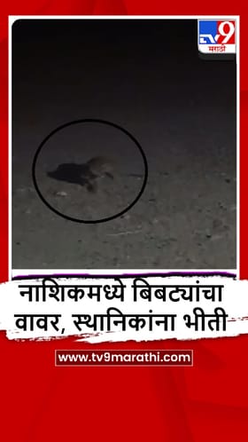 Nashik : चांदवड शहरात 2 बिबट्यांकडून डुकरावर हल्ला, स्थानिकांमध्ये दहशत