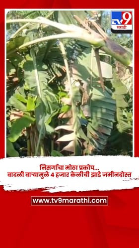निसर्गाचा मोठा प्रकोप... वादळी वाऱ्यामुळे ४ हजार केळीची झाडे जमीनदोस्त