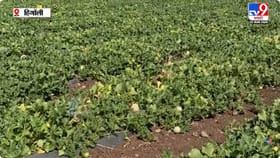 ढगाळ वातावरण व अवकाळी पावसामुळे खरबूजाची बाग उद्ध्वस्त, शेतकरी हवालदिल.