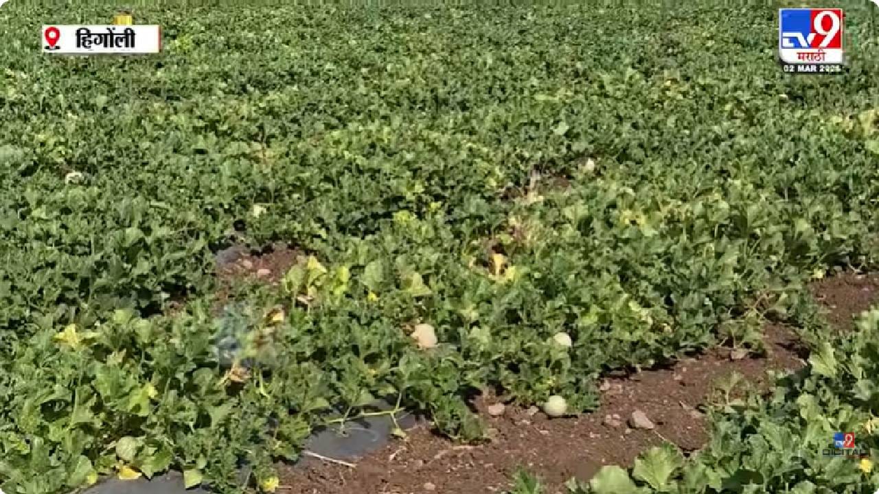 Hingoli Crop Loss | ढगाळ वातावरण व अवकाळी पावसामुळे खरबूजाची बाग उद्ध्वस्त, शेतकरी हवालदिल Hingoli Crop Loss | ढगाळ वातावरण व अवकाळी पावसामुळे खरबूजाची बाग उद्ध्वस्त, शेतकरी हवालदिल