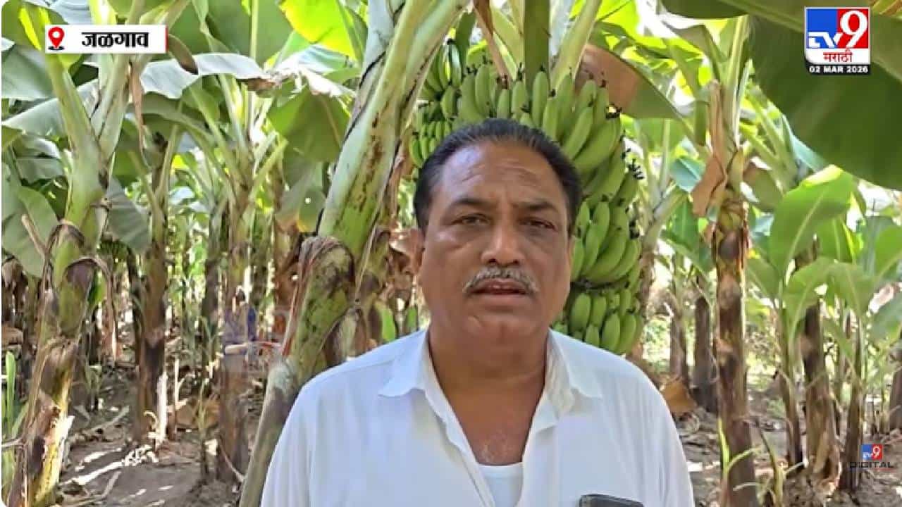 Jalgaon | अमेरिका-इस्त्रायल-इराण संघर्षामुळे जळगावातील केळी शेतकऱ्यांचे आर्थिक नुकसान