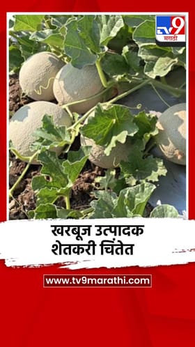 खरबूज उत्पादक शेतकरी चिंतेत.