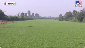 पंचगंगा नदी पुन्हा प्रदूषणाच्या विळख्यात; नागरिकांमध्ये संताप.