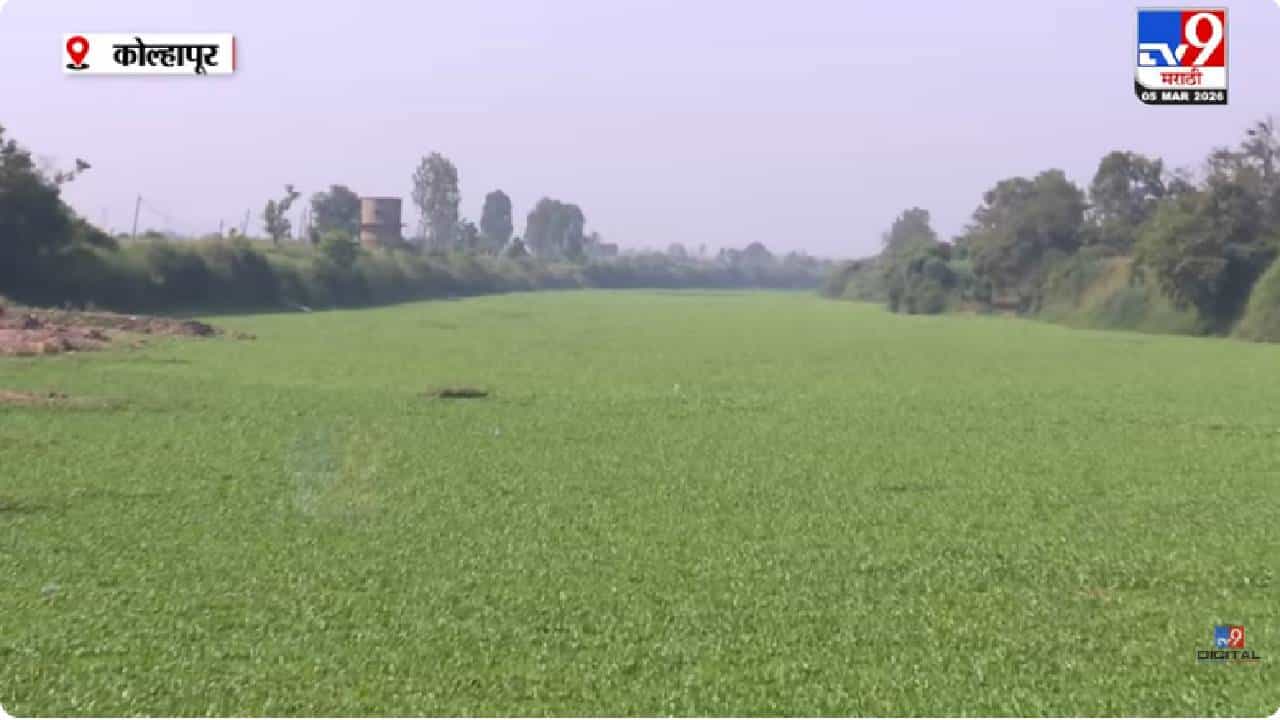 Kolhapur Panchaganga Pollution | पंचगंगा नदी पुन्हा प्रदूषणाच्या विळख्यात; तेरवाड बंधाऱ्याजवळ जलपर्णीची वाढ, नागरिकांमध्ये संताप