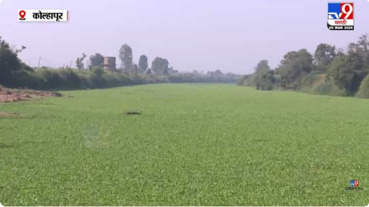 Kolhapur Panchaganga Pollution | पंचगंगा नदी पुन्हा प्रदूषणाच्या विळख्यात; तेरवाड बंधाऱ्याजवळ जलपर्णीची वाढ, नागरिकांमध्ये संताप Kolhapur Panchaganga Pollution | पंचगंगा नदी पुन्हा प्रदूषणाच्या विळख्यात; तेरवाड बंधाऱ्याजवळ जलपर्णीची वाढ, नागरिकांमध्ये संताप