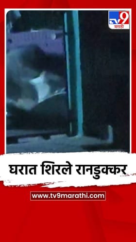 घरात शिरले रानडुक्कर.