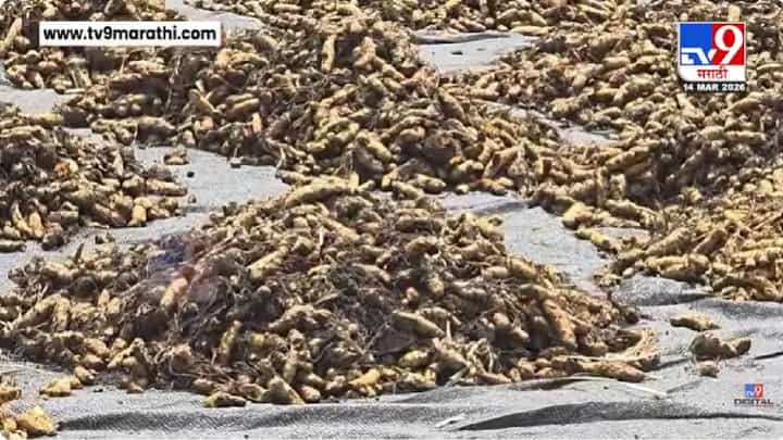 Satara | आखाती युद्धाचा फटका शेतकऱ्यांना, हळदीचे दर घसरले, शेतकरी अडचणीत Satara | आखाती युद्धाचा फटका शेतकऱ्यांना, हळदीचे दर घसरले, शेतकरी अडचणीत