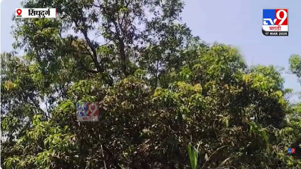 Sindhudurg Mango Trader Issue | गुढीपाडव्याला हापूस आंबा नाही?, सिंधुदुर्गातील बागायतदार चिंतेत