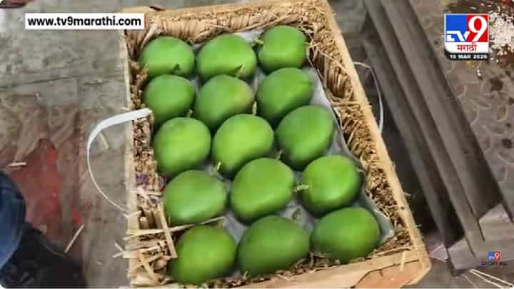 Navi Mumbai | गुढीपाडव्याच्या मुहूर्तावर APMC फळबाजारात दहा हजार आंब्याच्या पेट्या दाखल Navi Mumbai | गुढीपाडव्याच्या मुहूर्तावर APMC फळबाजारात दहा हजार आंब्याच्या पेट्या दाखल