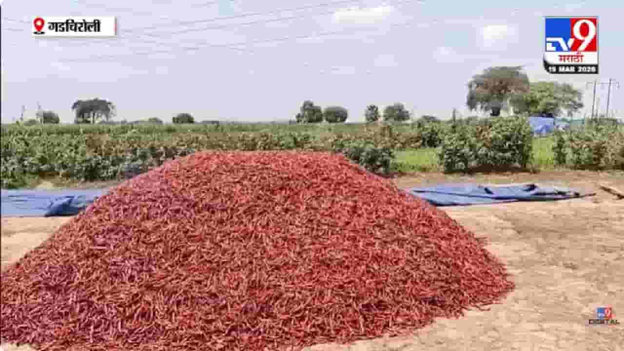 Gadchiroli | गडचिरोली : अवकाळी पावसाचा शेतकऱ्यांना दणका, पिकांचे मोठे नुकसान