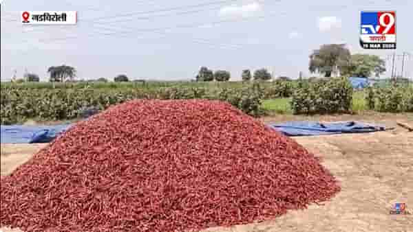 Gadchiroli | गडचिरोली : अवकाळी पावसाचा शेतकऱ्यांना दणका, पिकांचे मोठे नुकसान
