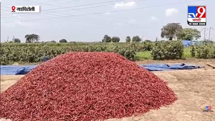 Gadchiroli | गडचिरोली : अवकाळी पावसाचा शेतकऱ्यांना दणका, पिकांचे मोठे नुकसान Gadchiroli | गडचिरोली : अवकाळी पावसाचा शेतकऱ्यांना दणका, पिकांचे मोठे नुकसान