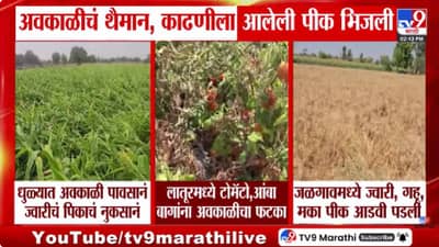 अवकाळी पाऊस आणि गारपिटीमुळे शेतकऱ्यांचे मोठे नुकसान; तात्काळ भरपाईची मागणी