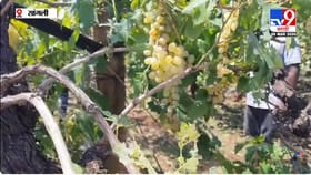 सांगलीत अवकाळीचा हाहाकार, काढणीला आलेल्या पिकांचं मोठं नुकसान